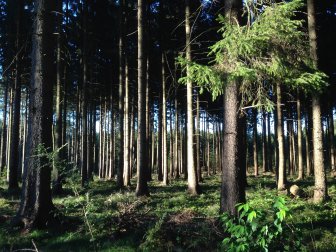 Wald im Herbst